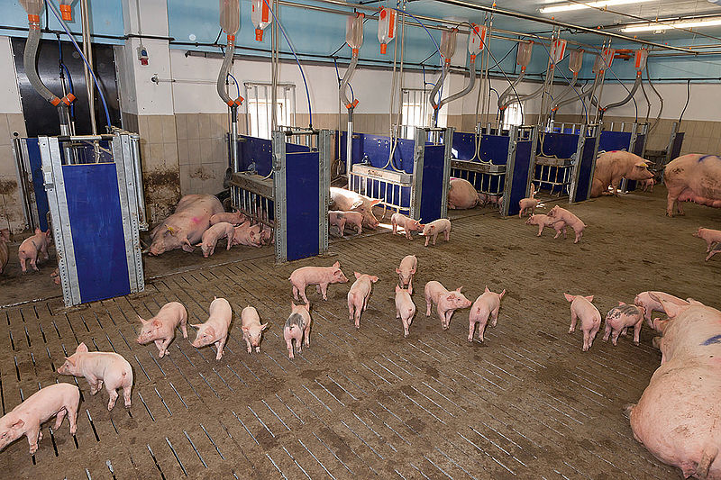 Pig Production 2030
