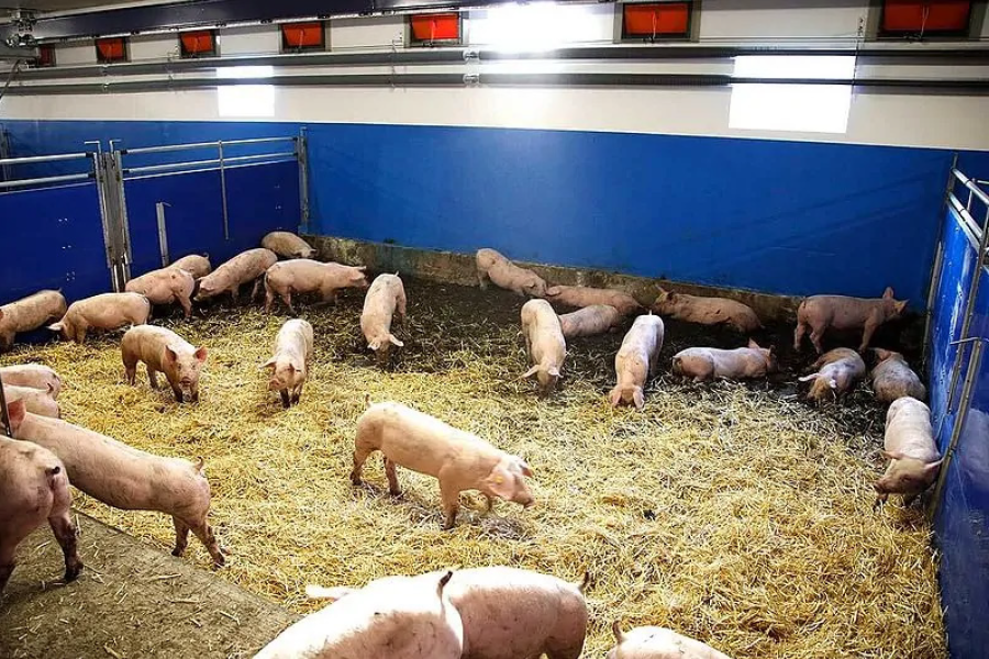 Xaletto Straw Bedding System