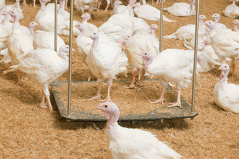 Turkey Production