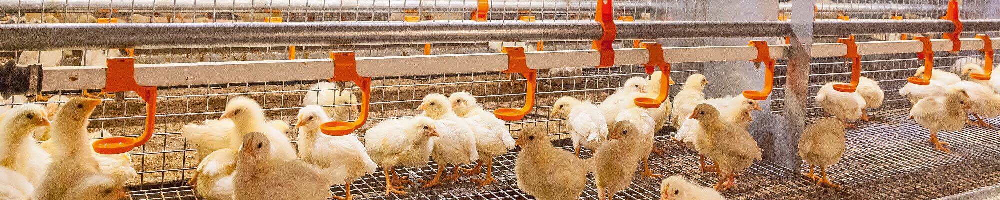 Pullet Rearing System Pullet Rearing | Egg Production | Newquip
